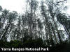 Yarra Ranges NP - Forest